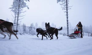 Arctic Paws family-friendly husky ride at Lapland Winter Park Rovaniemi