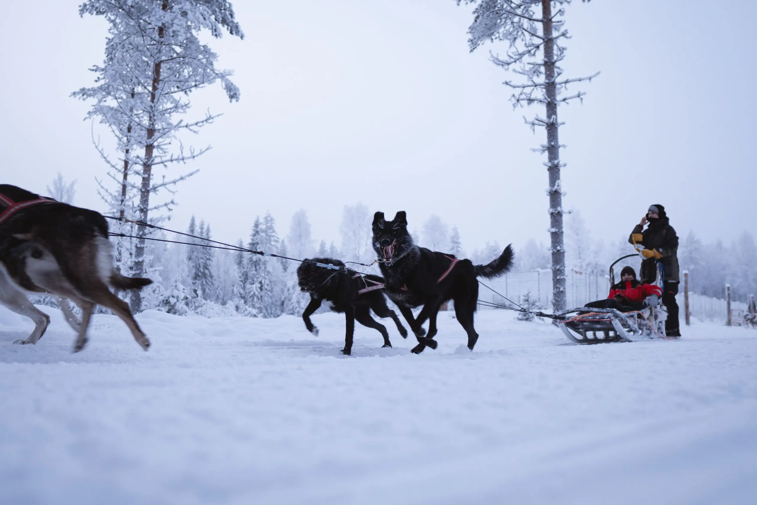 Arctic Paws family-friendly husky ride at Lapland Winter Park Rovaniemi