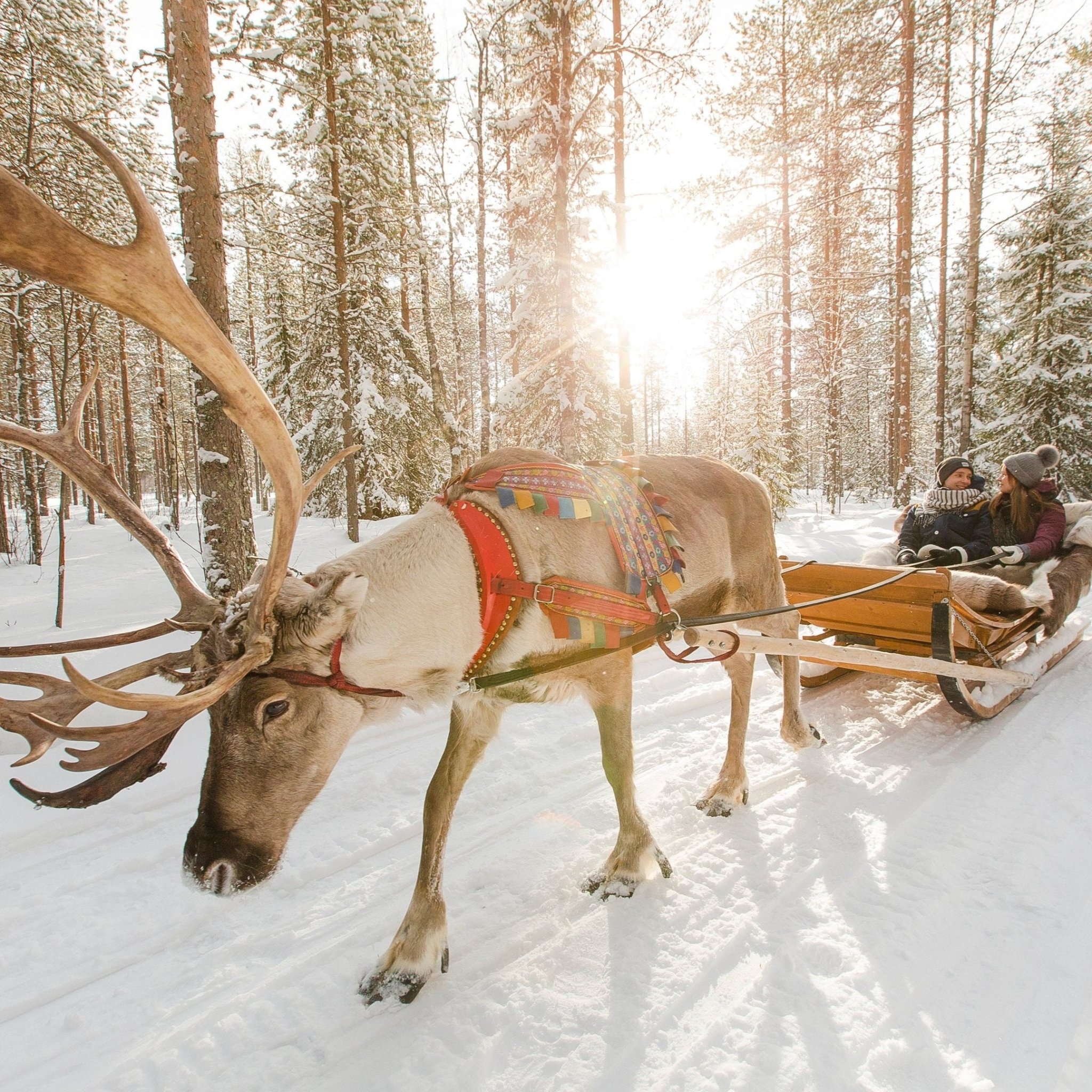 Traditional reindeer sleigh ride at Lapland Winter Park Rovaniemi